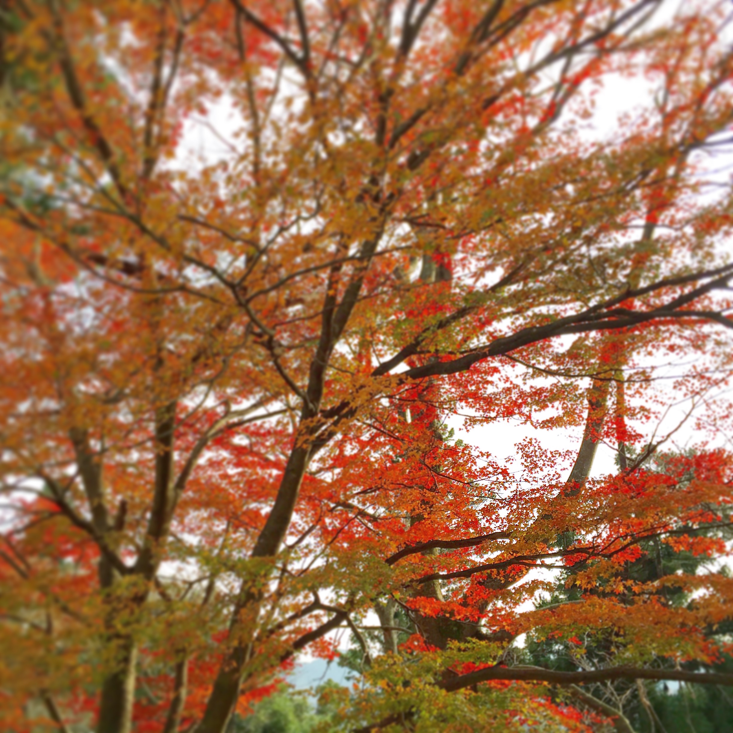 高尾山で紅葉狩り