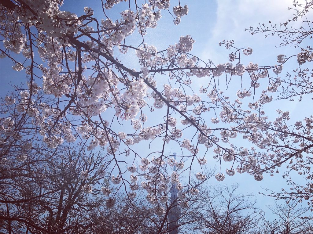 【東京の絶景カフェ】お花見のベストスポット発見✨(隅田公園タリーズ)