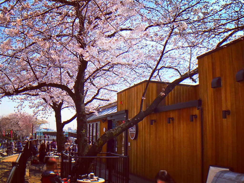 【東京の絶景カフェ】お花見のベストスポット発見✨(隅田公園タリーズ)
