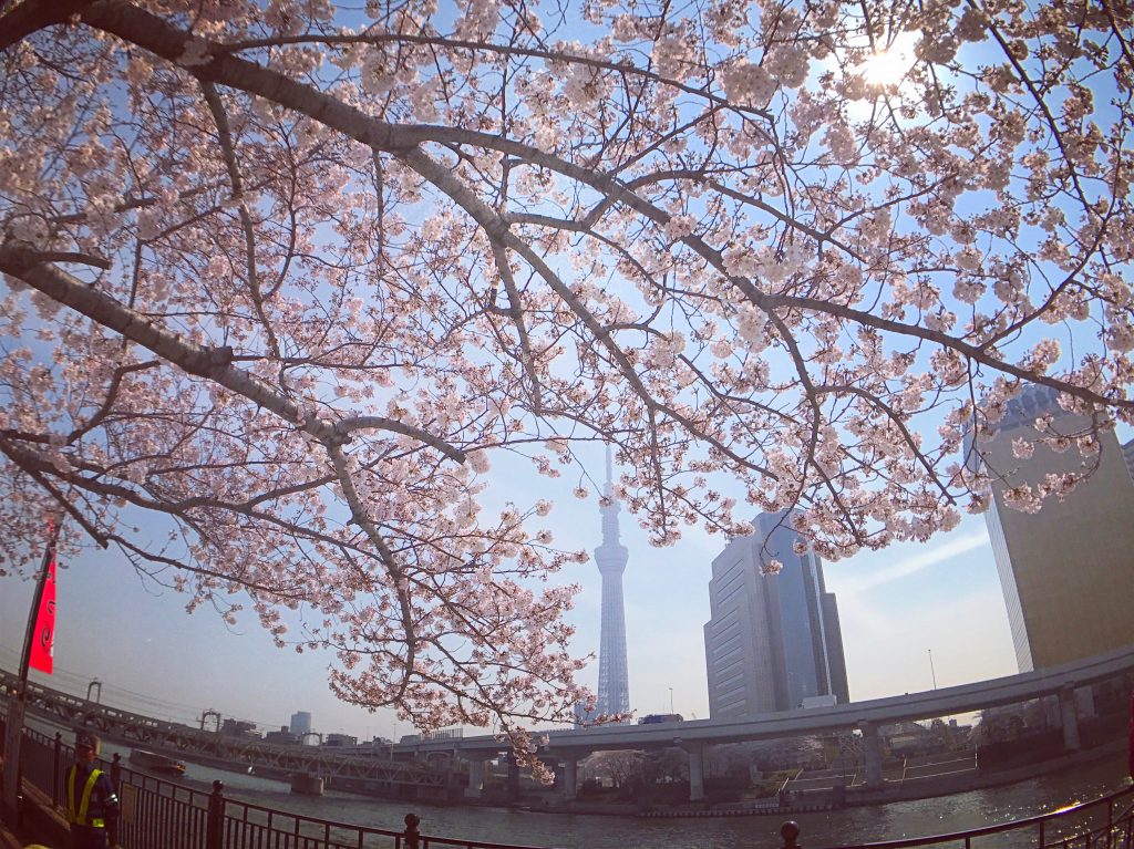 【東京の絶景カフェ】お花見のベストスポット発見✨(隅田公園タリーズ)