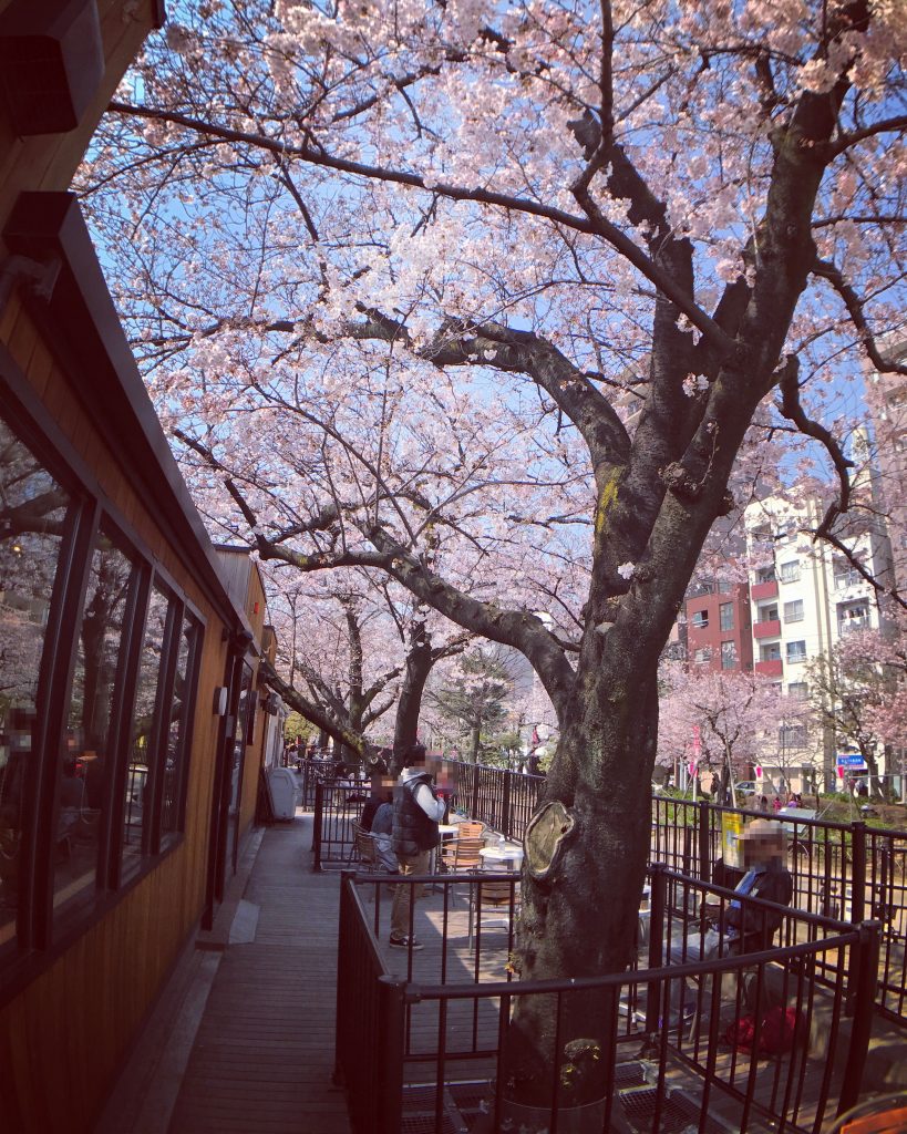 【東京の絶景カフェ】お花見のベストスポット発見✨(隅田公園タリーズ)