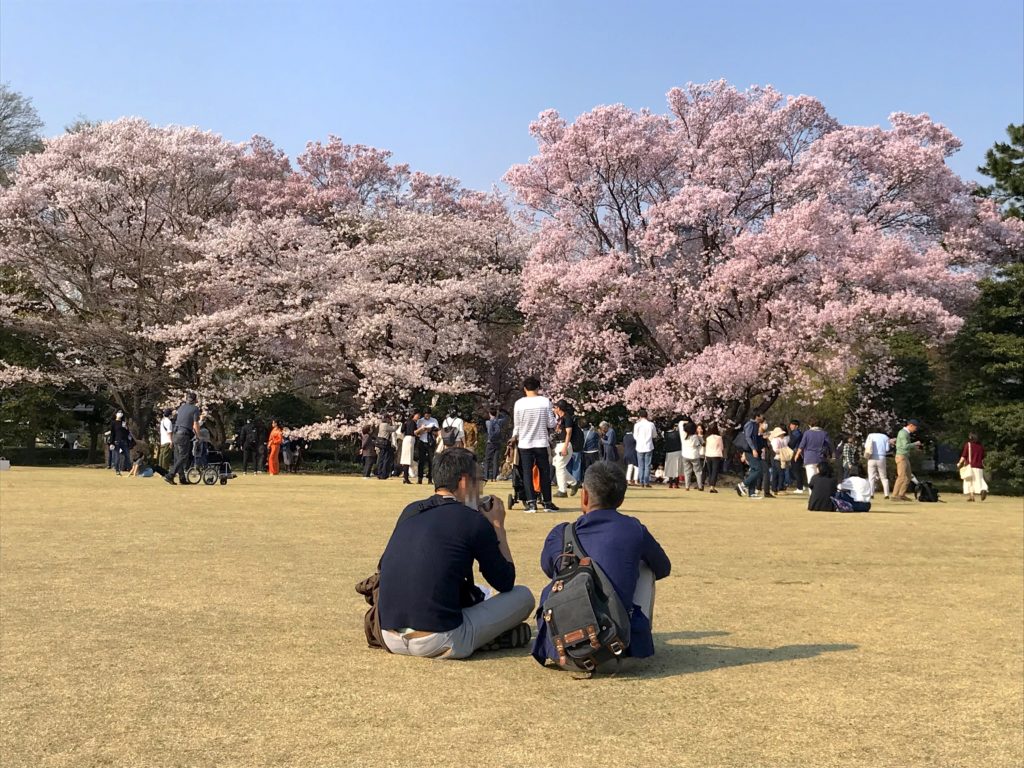 まるで海外!芝生に寝っ転がりながら桜の絶景を楽しめる!