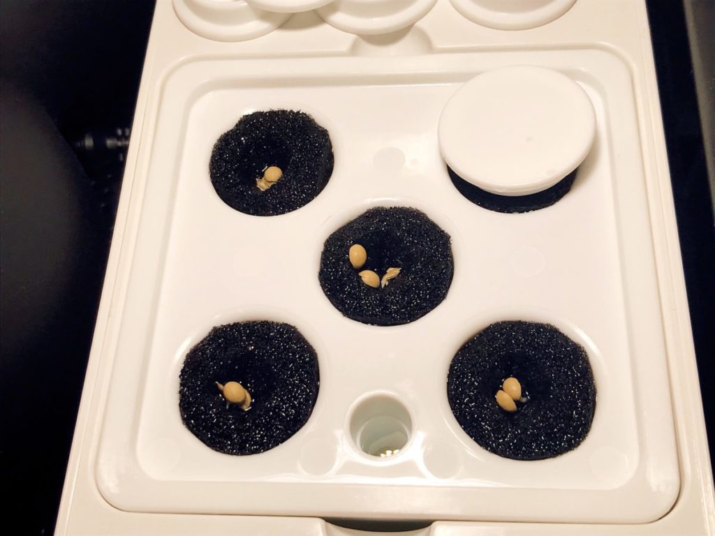 灯菜(AKARINA/アカリーナ)でサラダ菜の栽培(day2)