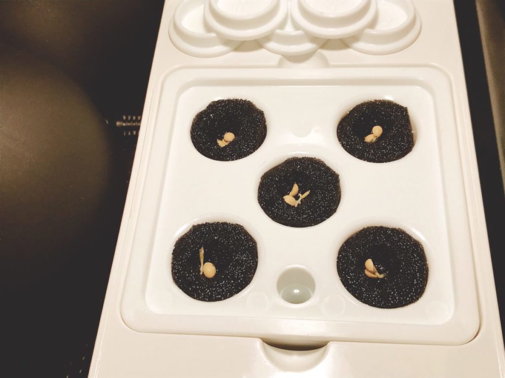 灯菜(AKARINA/アカリーナ)でサラダ菜の水耕栽培(day3)