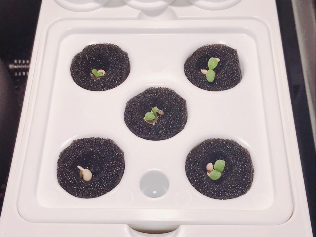 灯菜(AKARINA/アカリーナ)でサラダ菜の水耕栽培(day4)