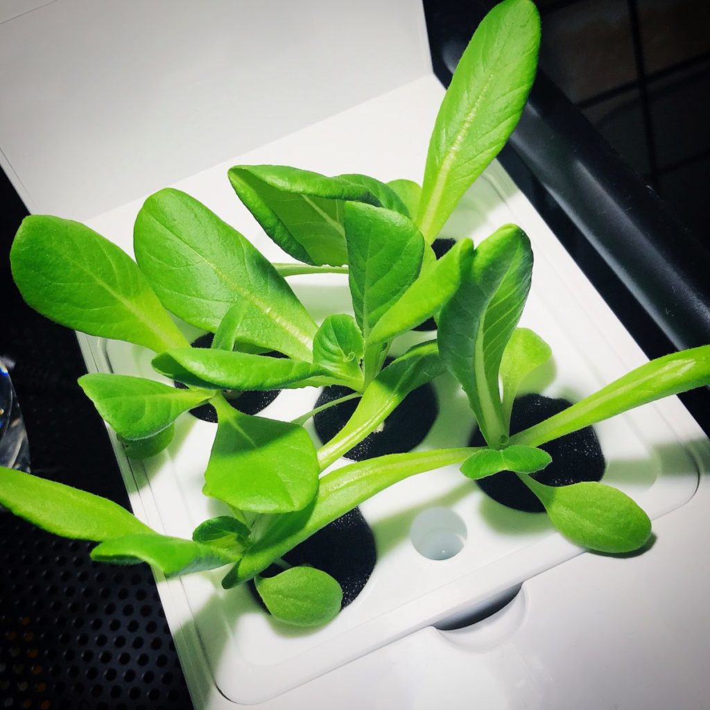 灯菜(AKARINA/アカリーナ)でサラダ菜の水耕栽培(day16)