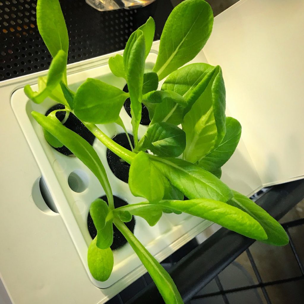 灯菜(AKARINA/アカリーナ)でサラダ菜の水耕栽培(day17)