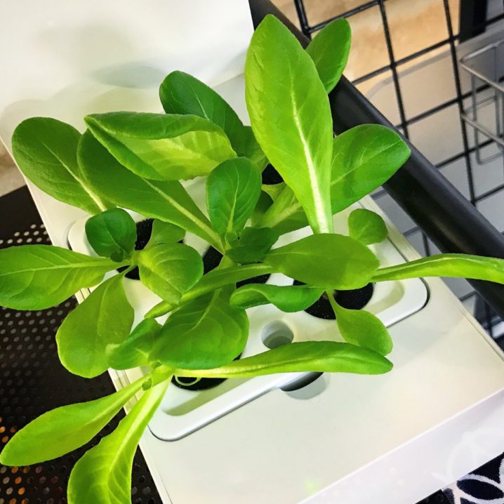 灯菜(AKARINA/アカリーナ)でサラダ菜の水耕栽培(day18)