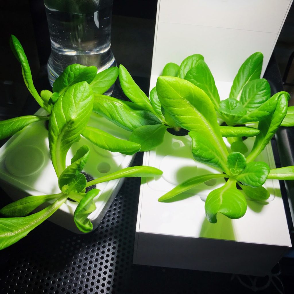 灯菜(AKARINA/アカリーナ)でサラダ菜の水耕栽培(day24)