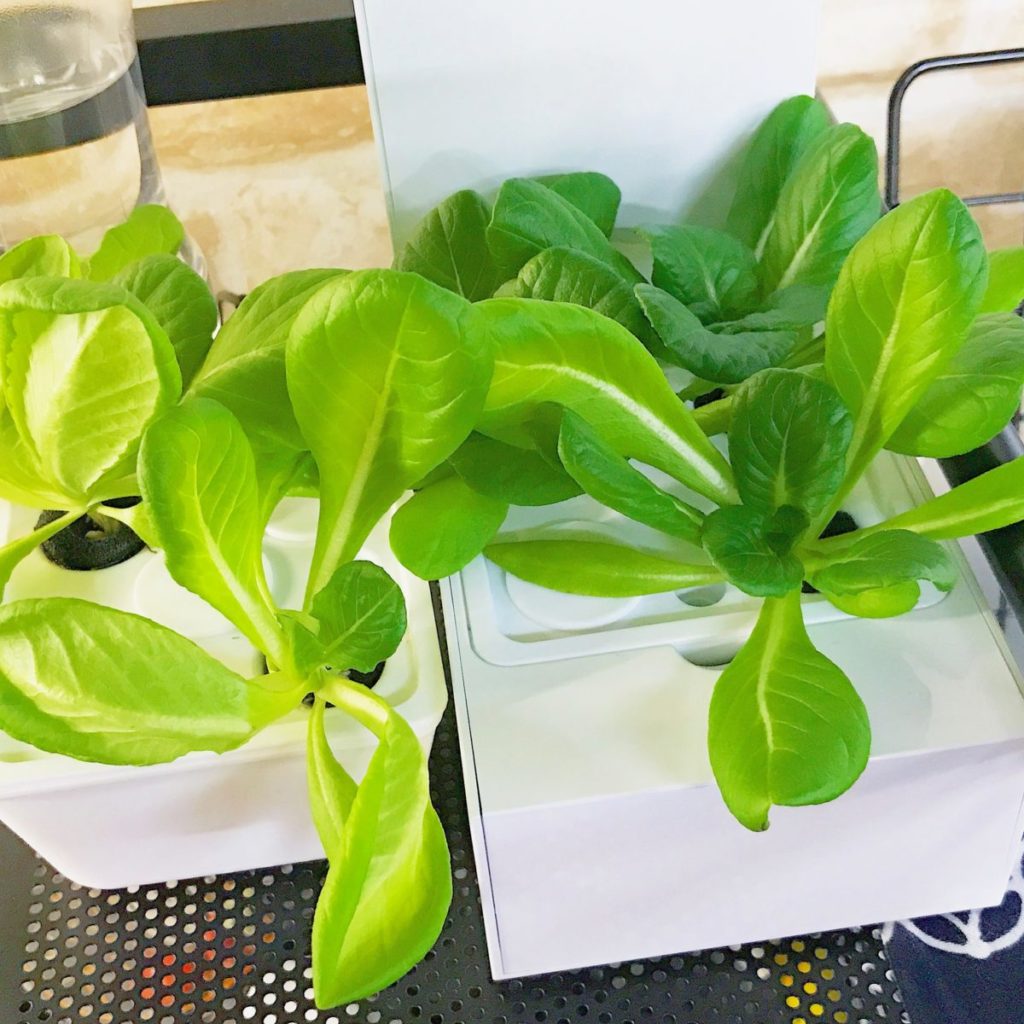 灯菜(AKARINA/アカリーナ)でサラダ菜の水耕栽培(day27)