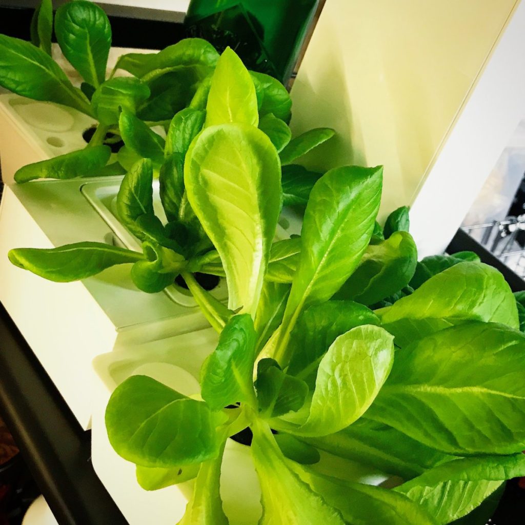 灯菜(AKARINA/アカリーナ)でサラダ菜の水耕栽培(day36)