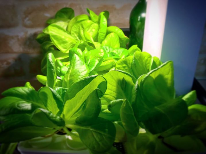 灯菜(AKARINA/アカリーナ)でサラダ菜の水耕栽培(day51)