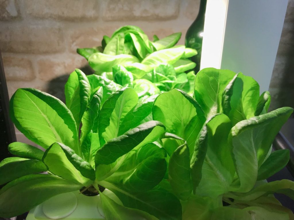 灯菜(AKARINA/アカリーナ)でサラダ菜の水耕栽培(day55)