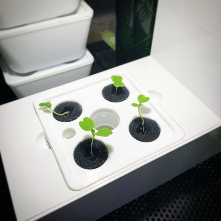 水耕栽培キット灯菜でルッコラを育ててみた(day9)
