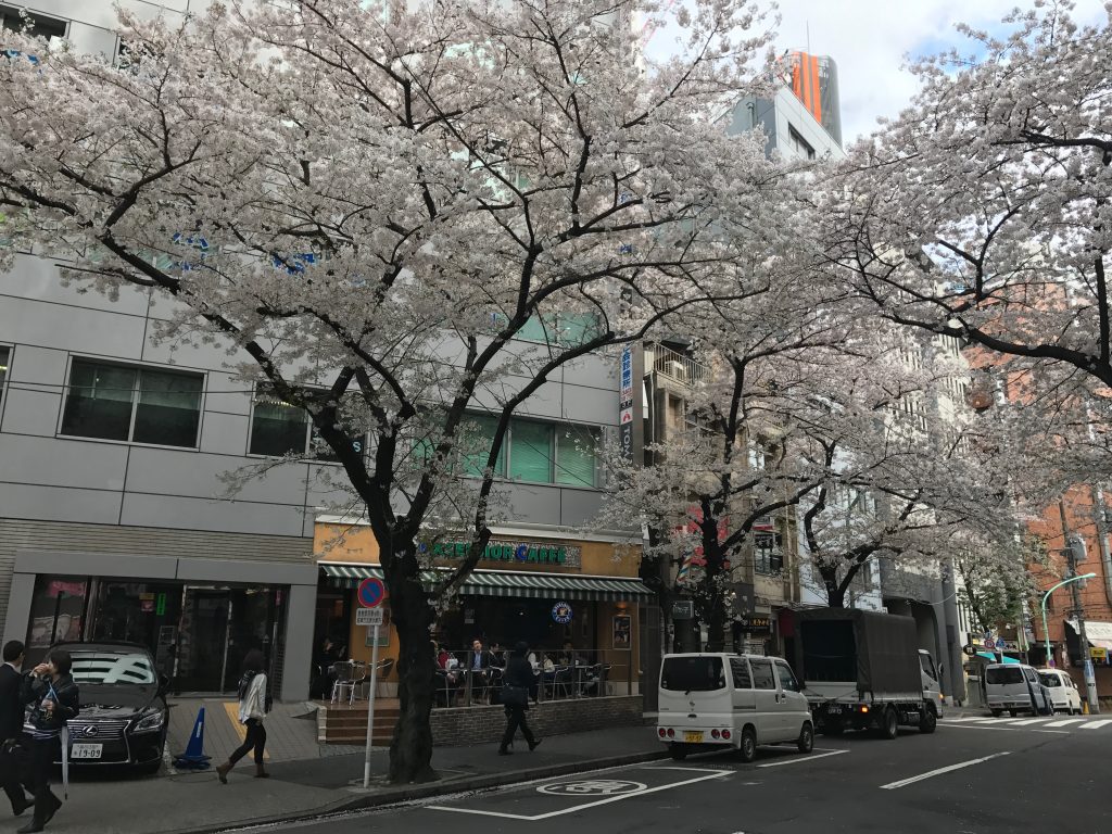 【渋谷駅徒歩3分】絶景すぎる桜丘の桜並木の目の前のカフェ✨