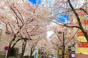 【渋谷駅徒歩3分】絶景すぎる桜丘の桜並木の目の前のカフェ✨