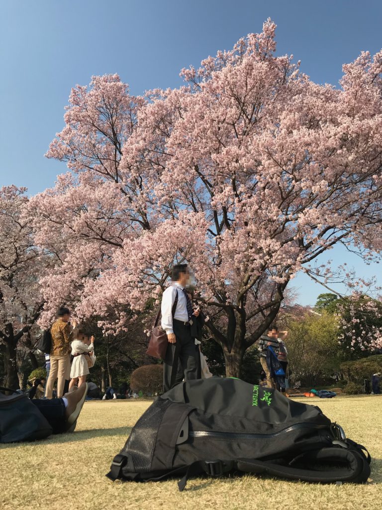 まるで海外！芝生に寝っ転がりながら桜の絶景を楽しめる！