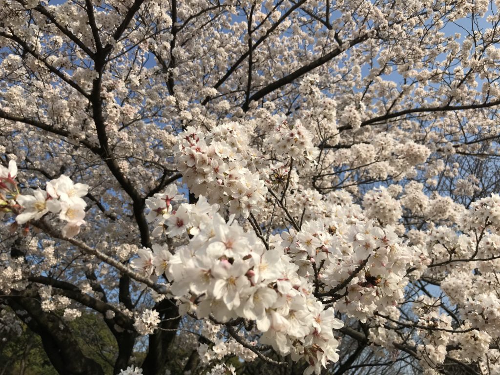 都内でこんなに空いている桜の花見スポットはここだけ！