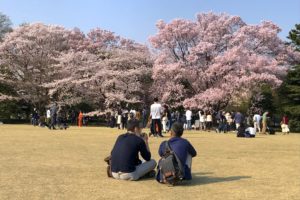 【皇居の歩き方】一般公開が凄い！上野公園よりも桜を楽しめる絶景スポットだった