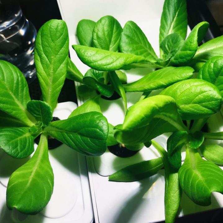 灯菜(AKARINA/アカリーナ)でサラダ菜の水耕栽培（day22）