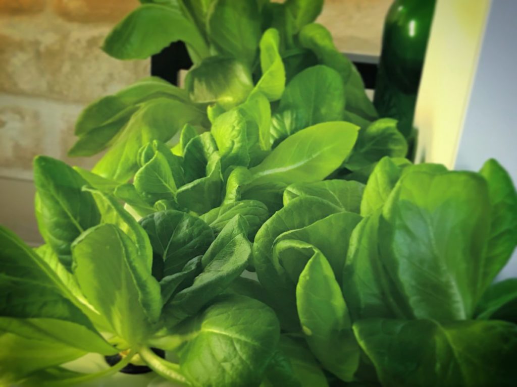 灯菜(AKARINA/アカリーナ)でサラダ菜の水耕栽培（day46）