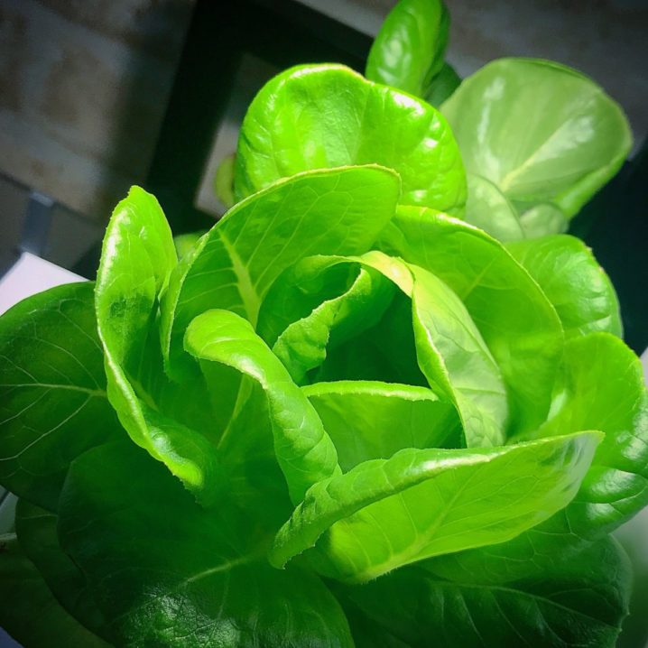 灯菜(AKARINA/アカリーナ)でサラダ菜の水耕栽培（day75）