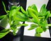 灯菜(AKARINA/アカリーナ)でサラダ菜の水耕栽培（day24）
